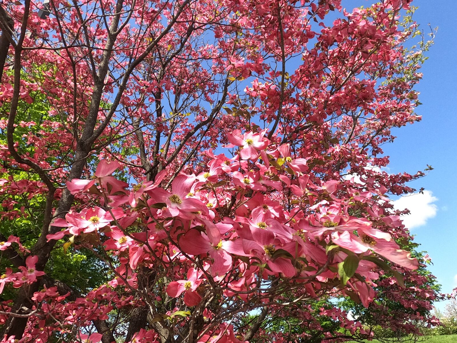 GoPro Hero8 Black sample photo. Spring, bloom, blossom photography