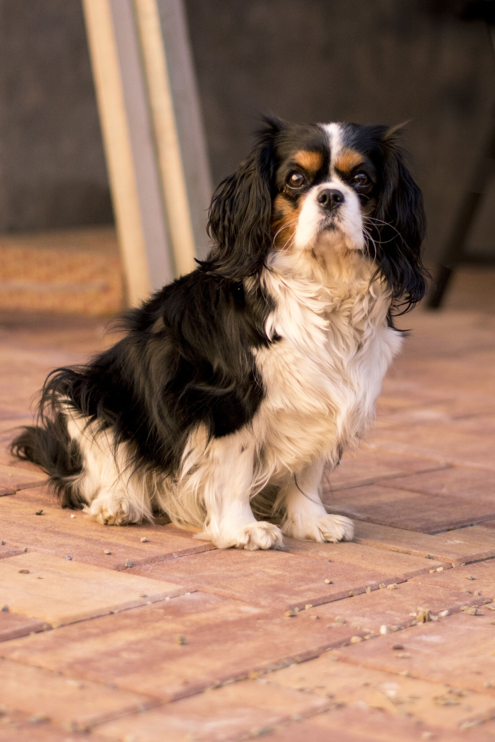 Nikon D7200 sample photo. Cavalier, dog, bitch photography