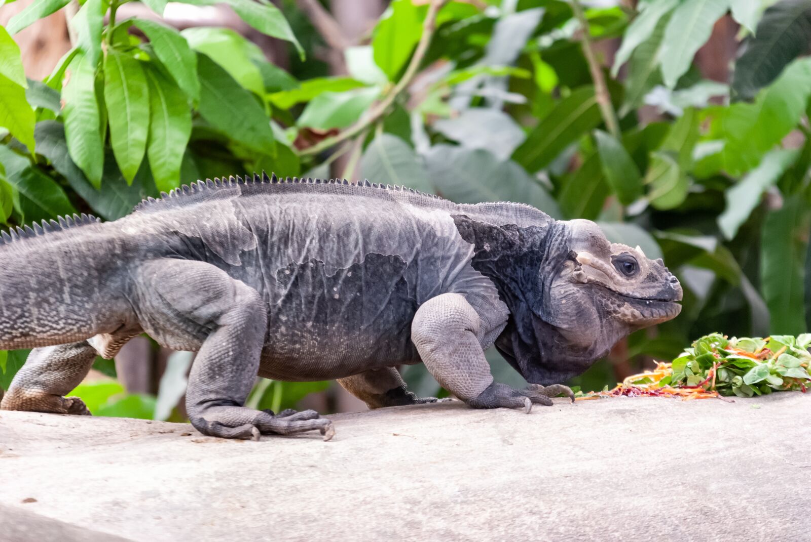 Nikon D80 sample photo. Reptile, monitor lizard, nature photography