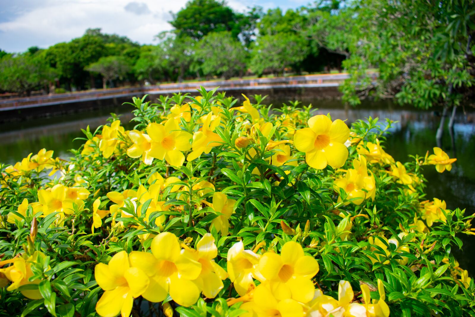 Nikon D3400 sample photo. Flowers, yellow, vietnam photography