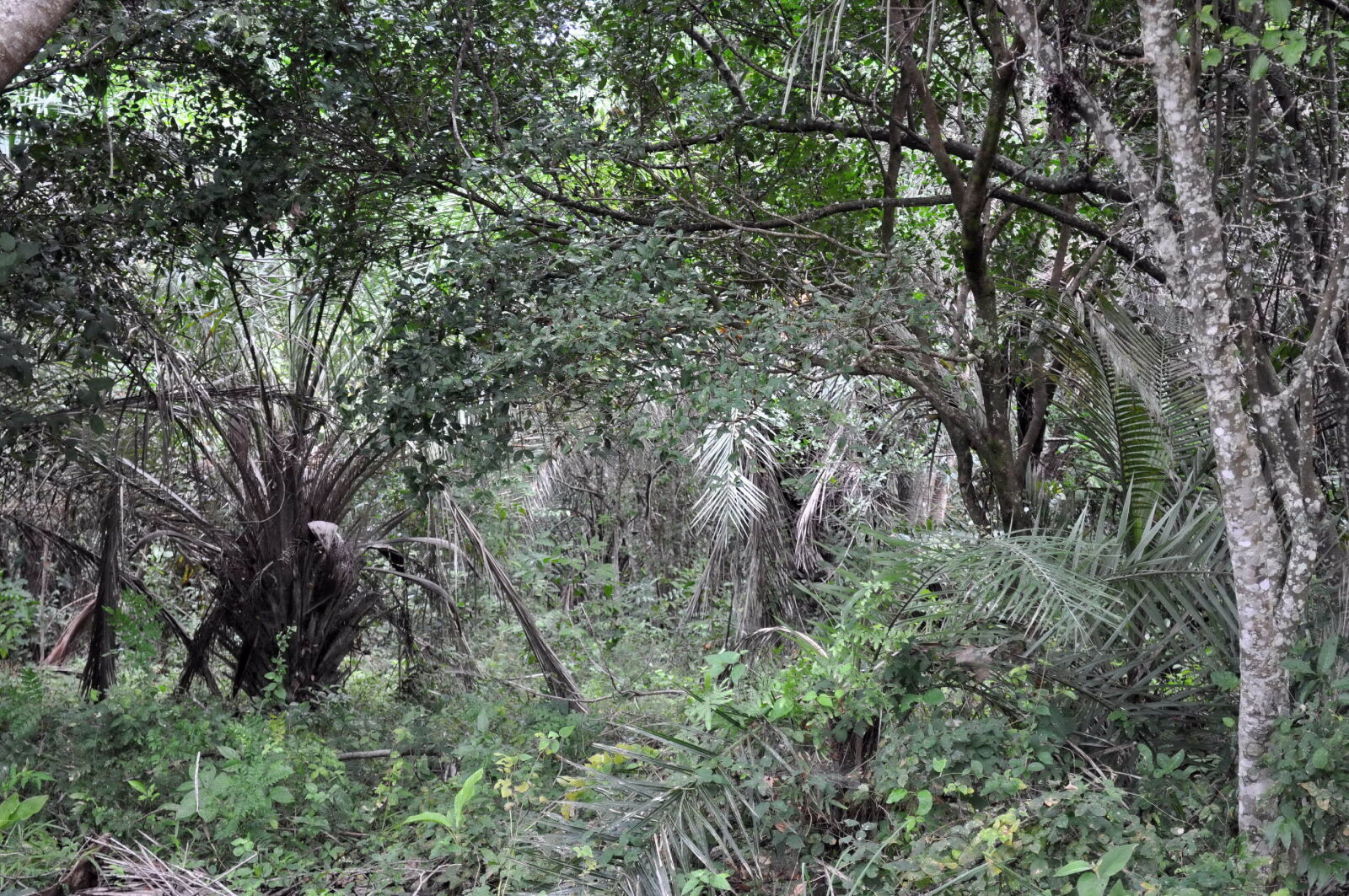Nikon D5000 sample photo. Impenetrable, tropical, forest photography
