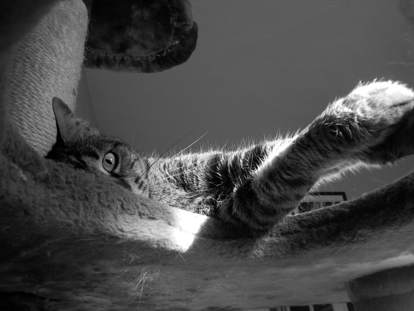 Samsung Galaxy S3 sample photo. Cat, feline, black white photography
