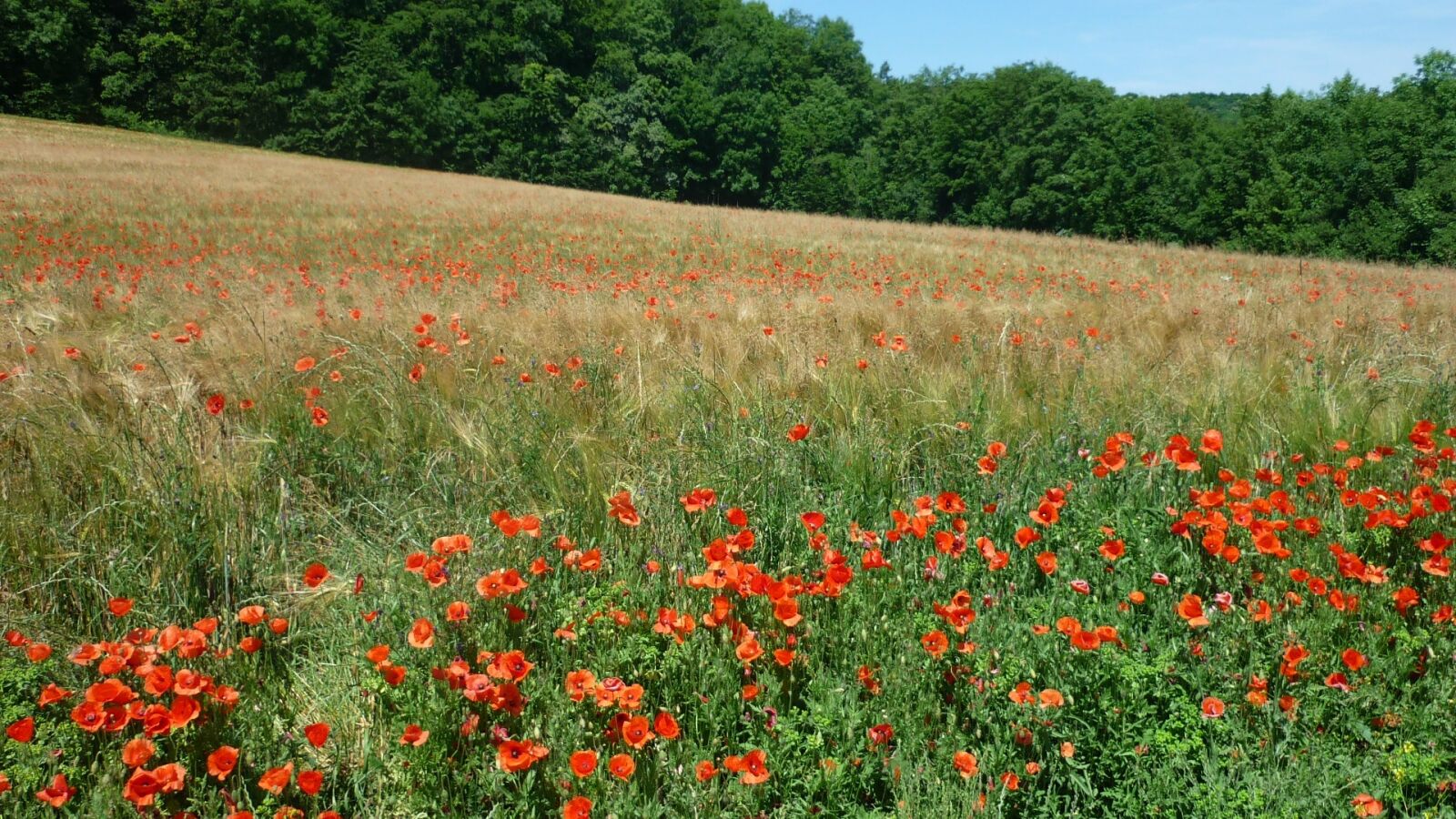 Panasonic Lumix DMC-FS6 sample photo. Klatschmohn, german wild plant photography