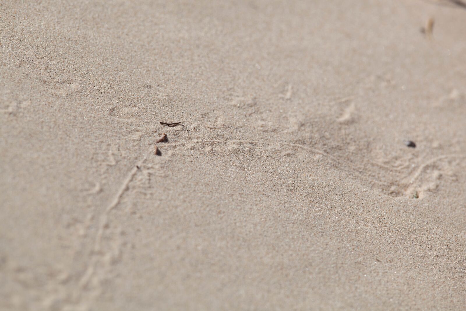 Canon EOS 5D Mark II sample photo. Sand, desert, tracks, ground photography