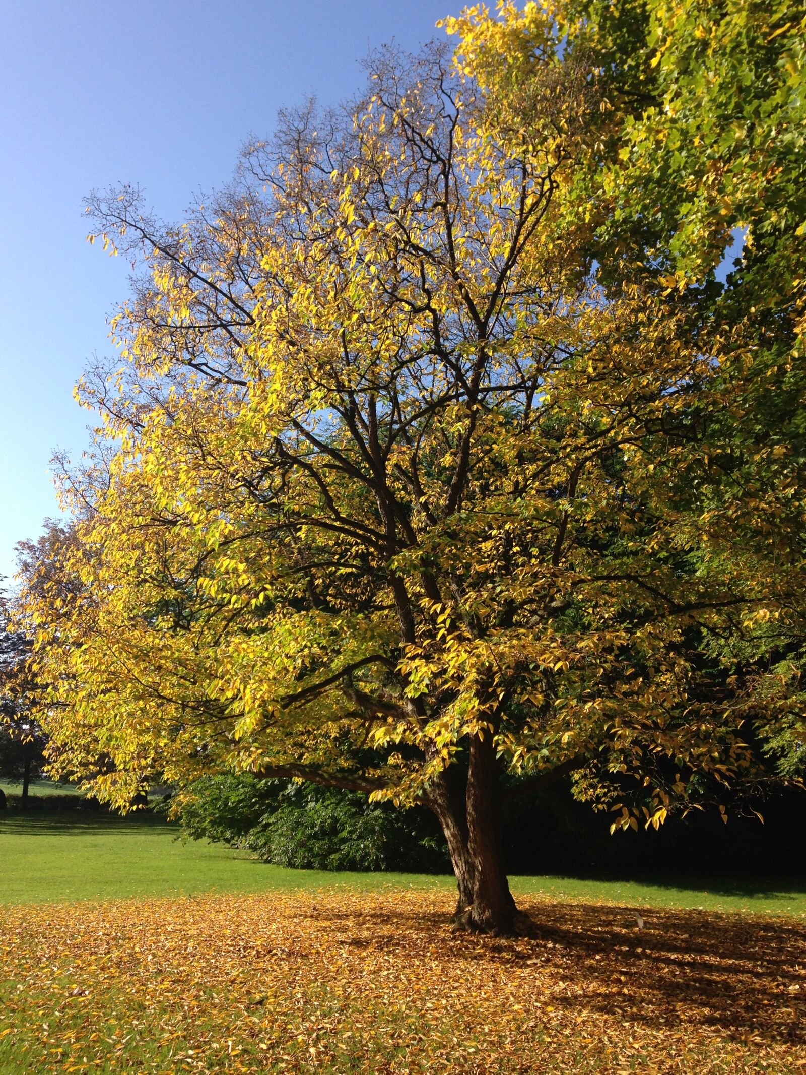 iPhone 5c back camera 4.12mm f/2.4 sample photo. Ratingen, north rhine westphalia photography