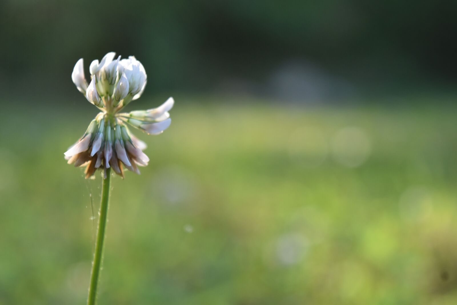 Nikon D5500 sample photo. Clover, outdoor, nature photography