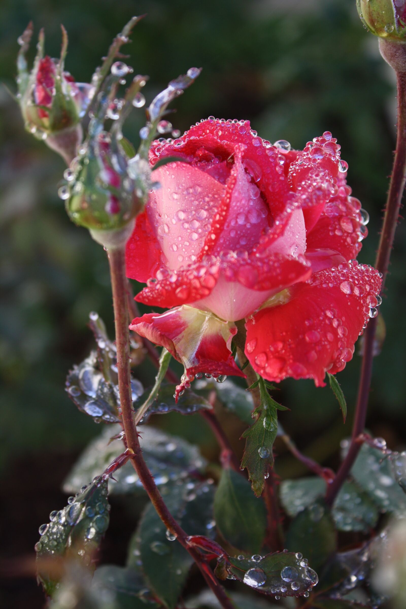 Canon EOS 1000D (EOS Digital Rebel XS / EOS Kiss F) sample photo. Roses, rain, bloom photography