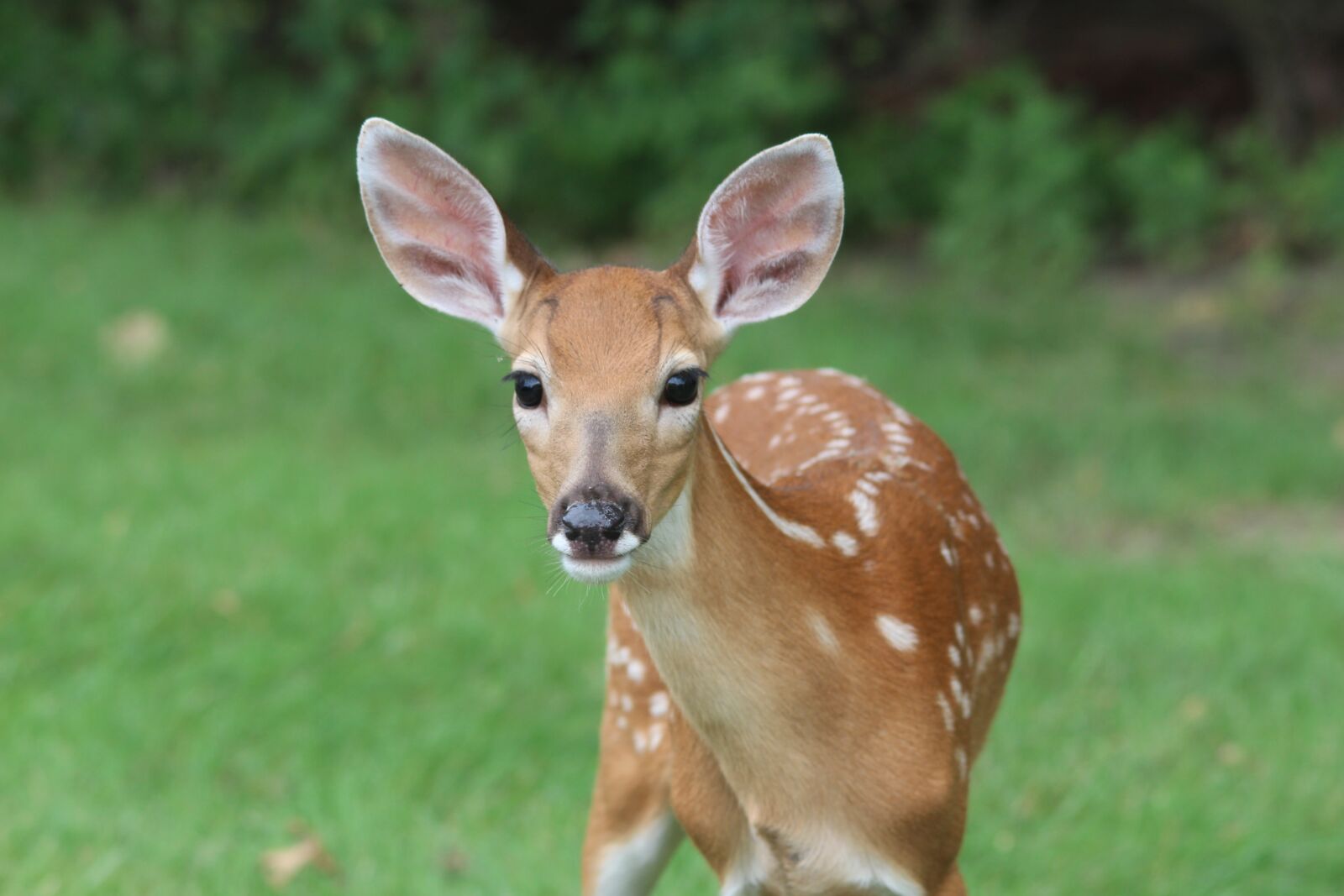 Canon EOS 700D (EOS Rebel T5i / EOS Kiss X7i) sample photo. Deer, fawn, animal photography