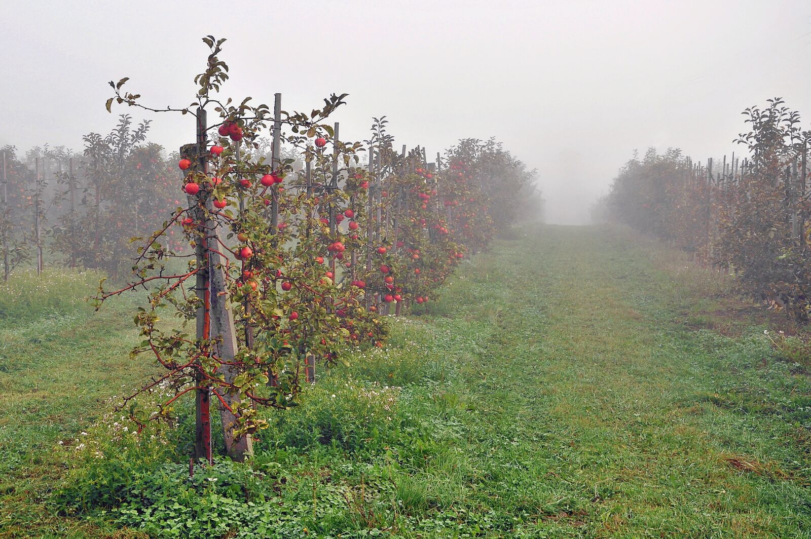 Nikon D90 sample photo. Sad, apples, fruit photography