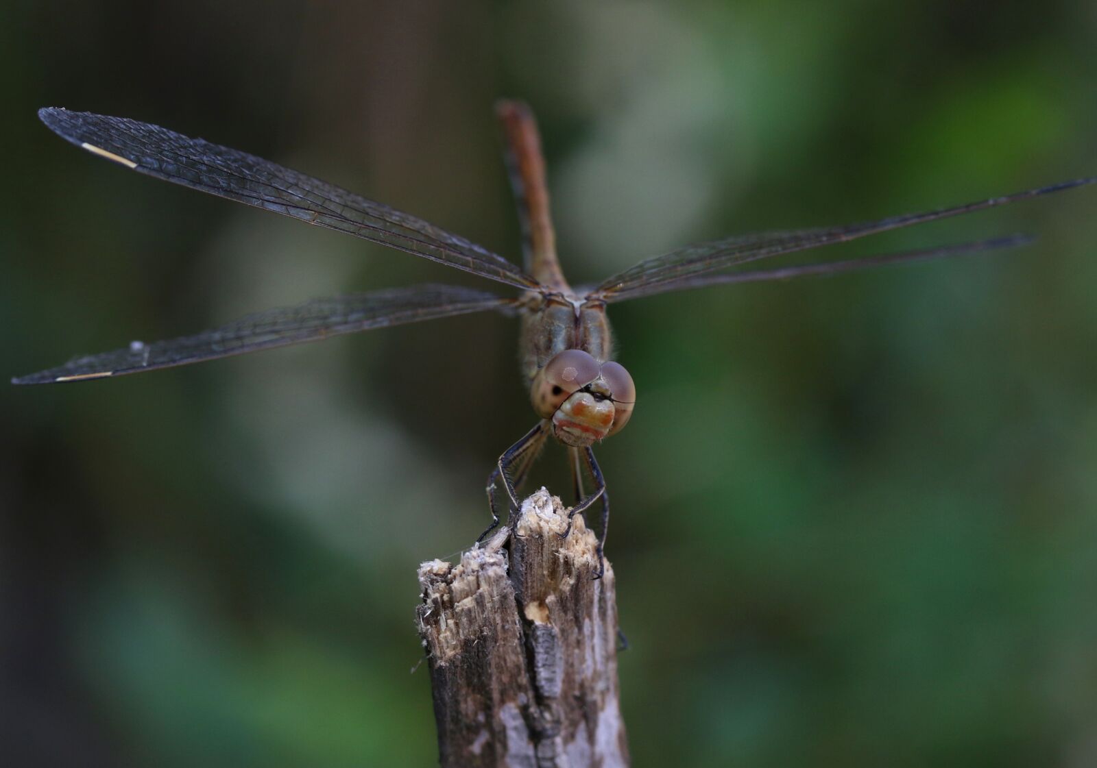 Canon EF-S 60mm F2.8 Macro USM sample photo. Dragonfly, insecta, wings photography