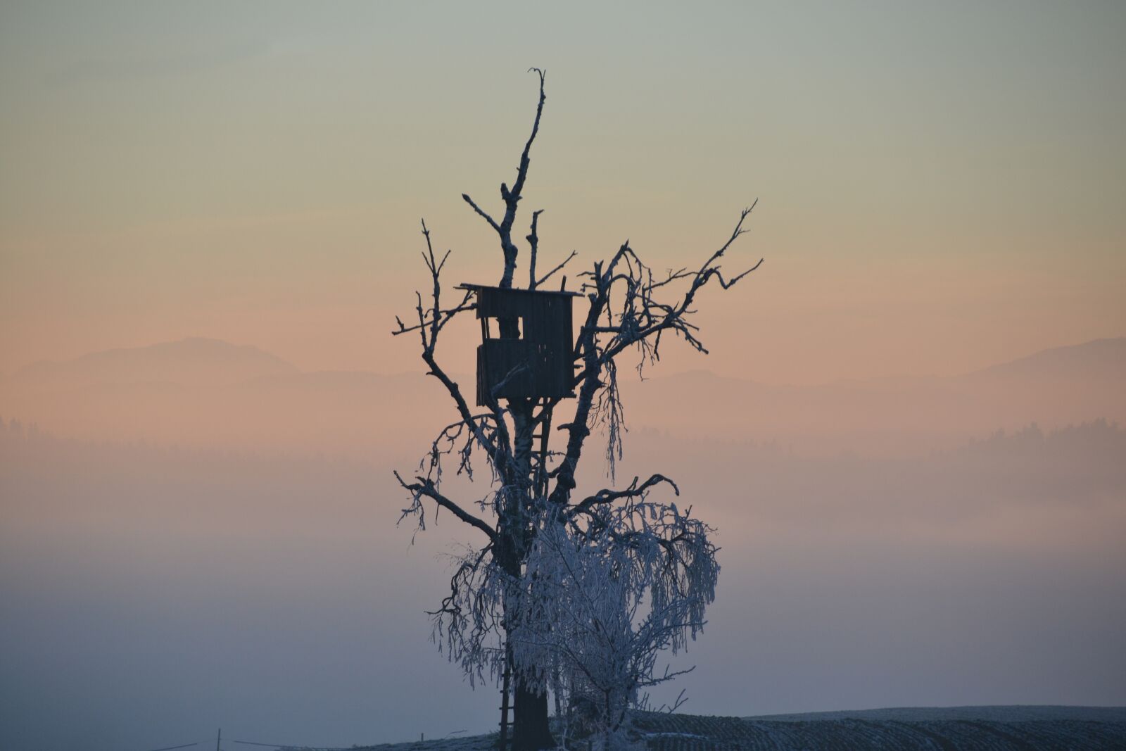 Nikon D3100 sample photo. Treehouse, tree, sky photography