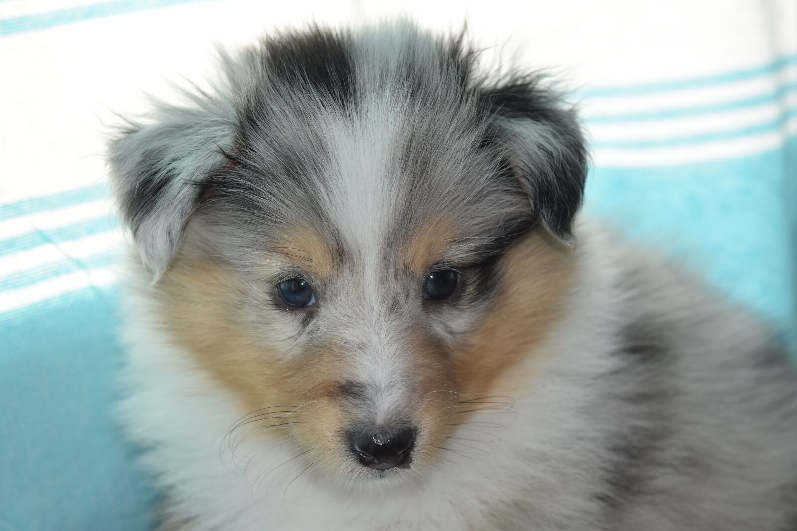 Nikon D5600 sample photo. Puppy, puppy shetland sheepdog photography