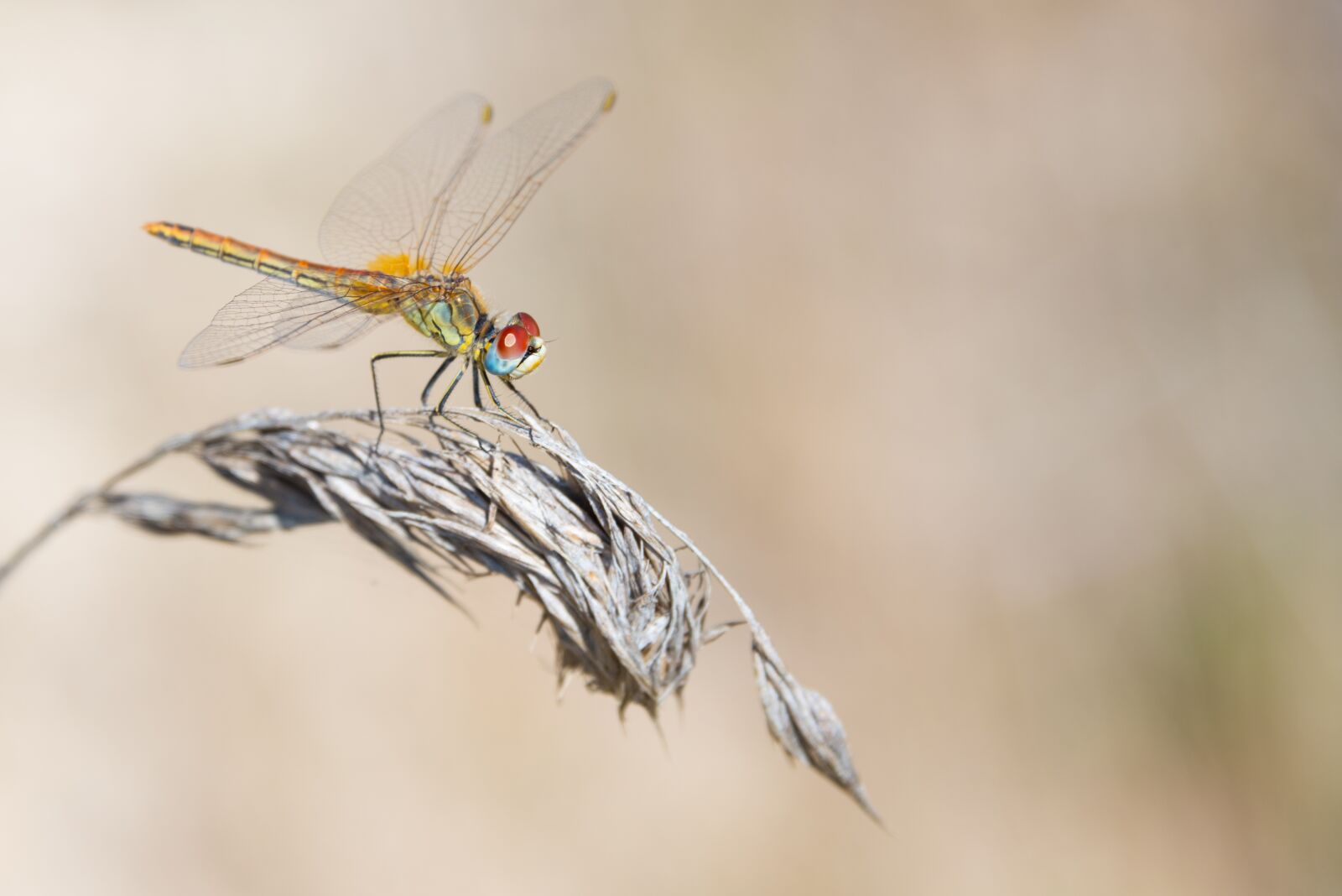 Nikon D800 sample photo. Dragonfly, dry, grass photography