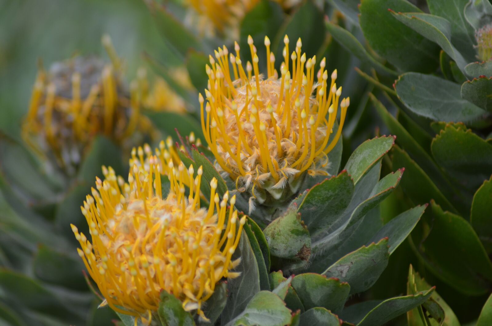 Nikon D5100 sample photo. Flower, blossom, bloom photography