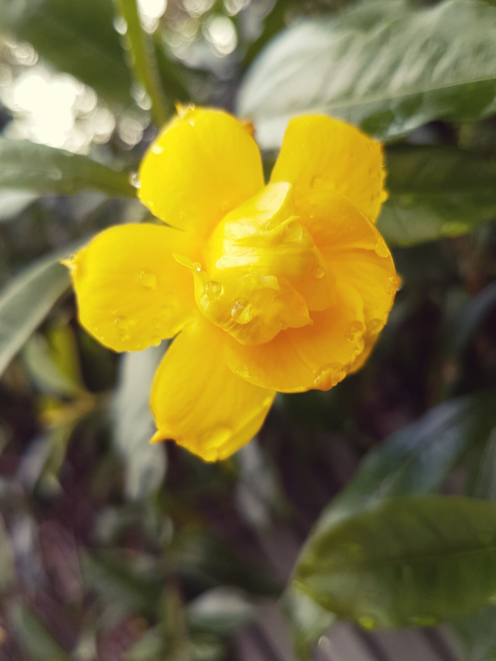 Samsung Galaxy S7 sample photo. Australia, beautiful, beautiful, flowers photography