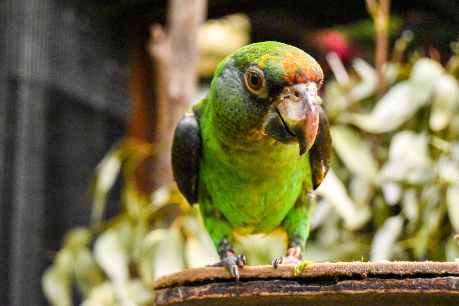 Nikon D5500 sample photo. Parrot, bird, animal photography