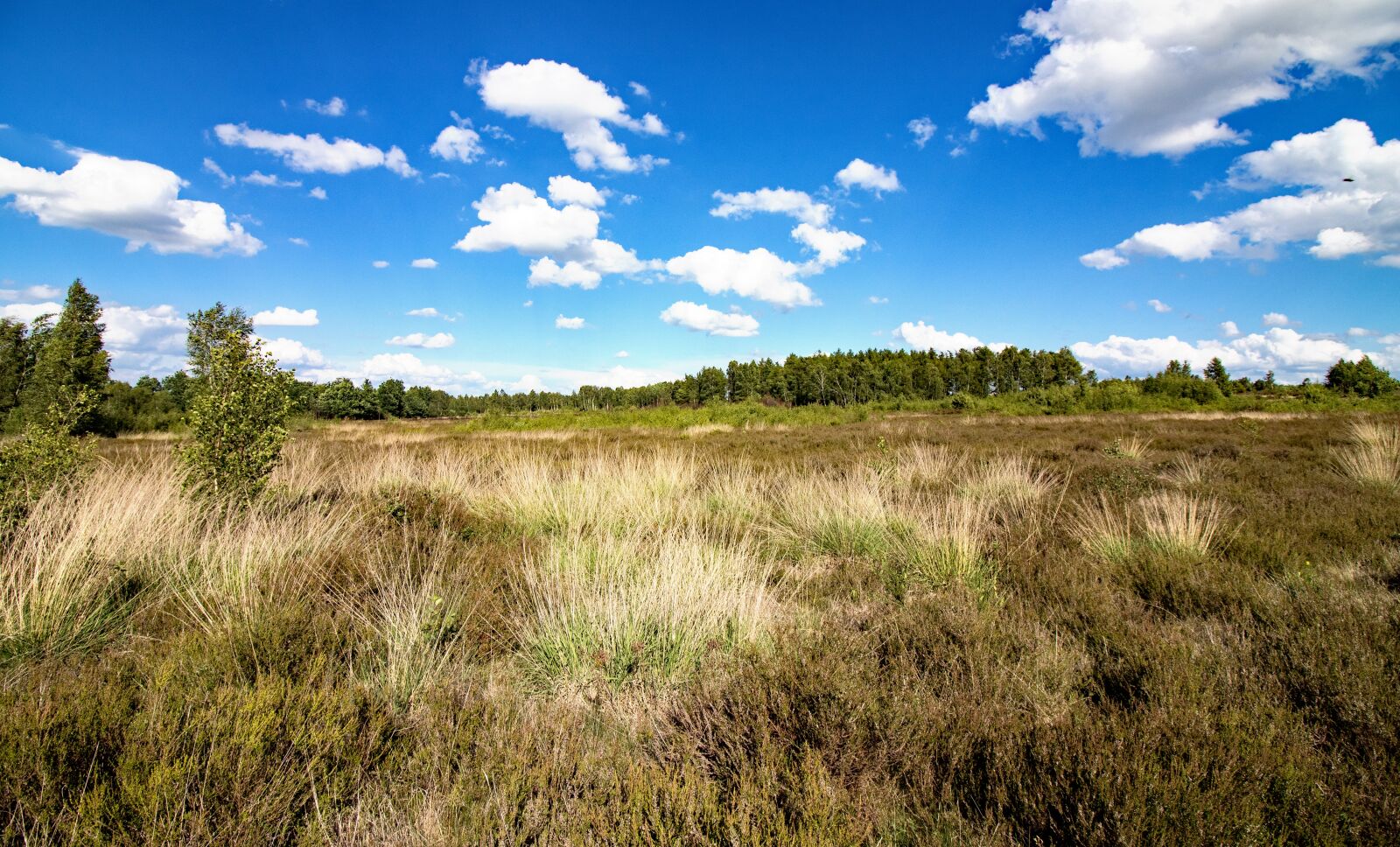 Canon EF-S 10-18mm F4.5–5.6 IS STM sample photo. Heide, drover heath, nature photography