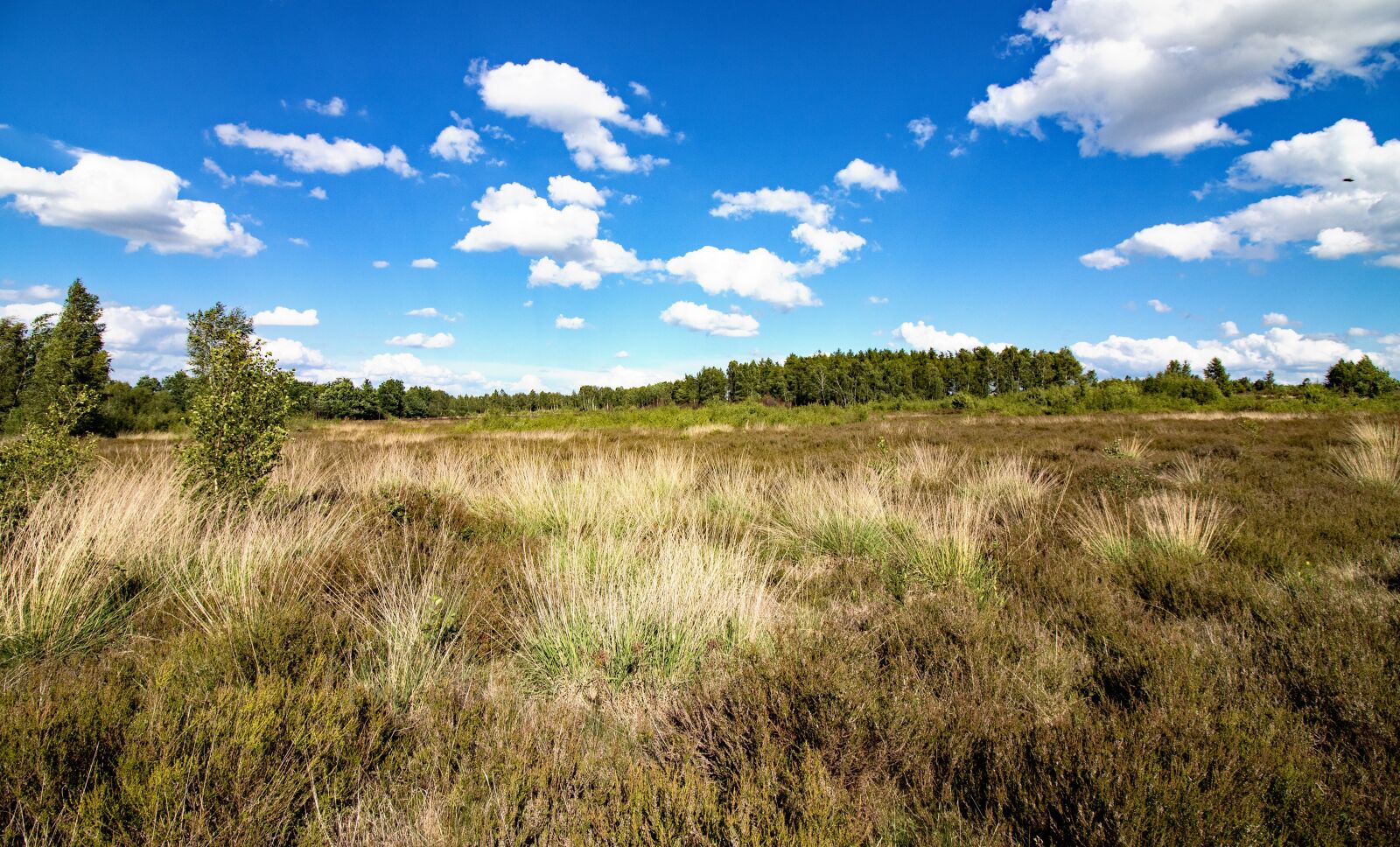 Canon EOS 80D sample photo. Heide, drover heath, nature photography