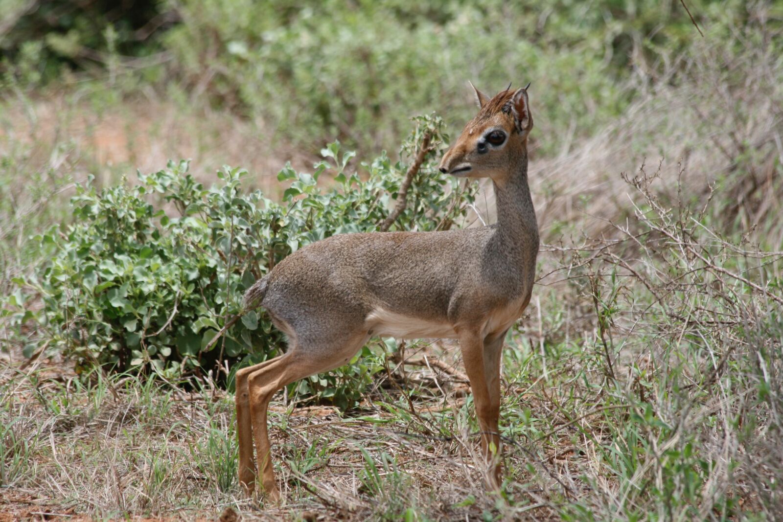 Canon EOS 400D (EOS Digital Rebel XTi / EOS Kiss Digital X) sample photo. Dik dik, kenya, safari photography