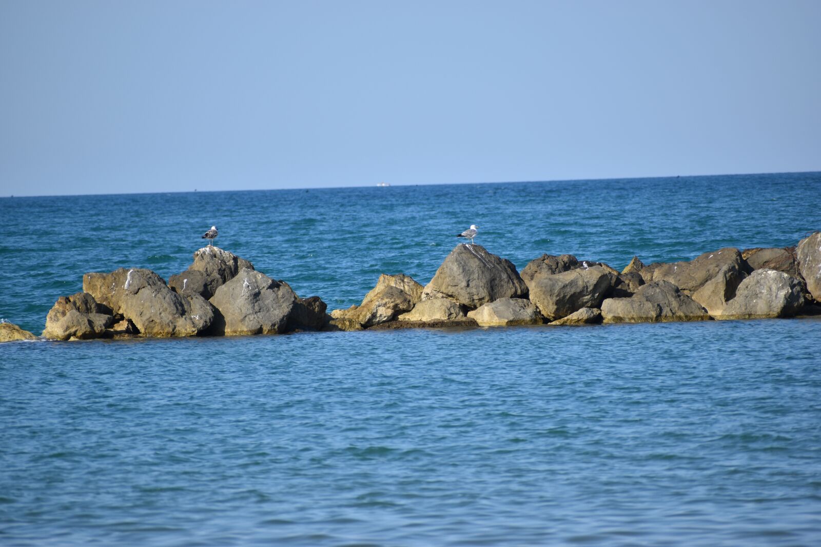 Nikon D5600 sample photo. Seagulls, rocks, sea photography