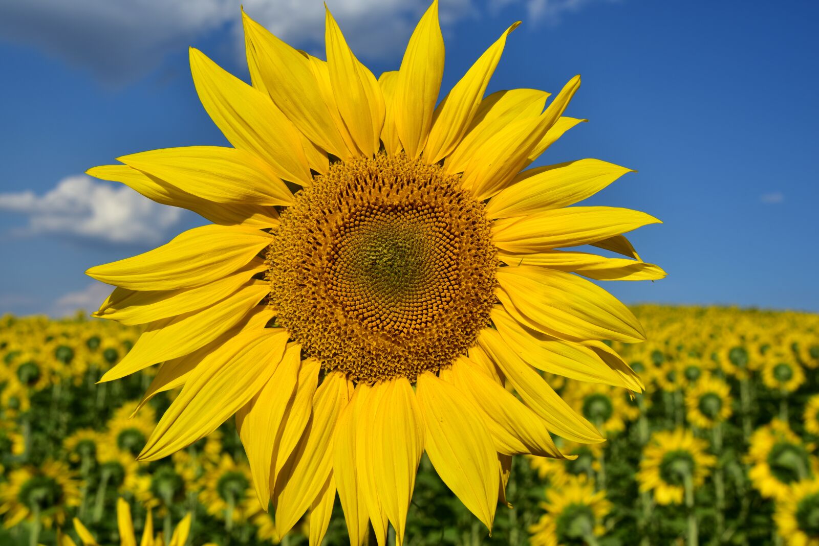 Nikon D750 sample photo. Sunflower, close up, nature photography