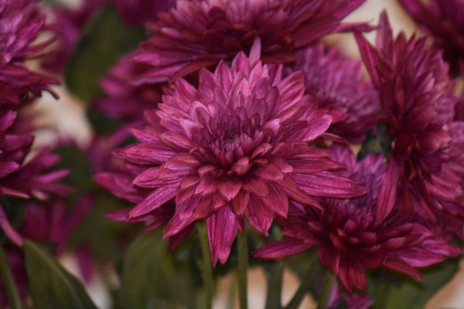 Nikon D3400 sample photo. Pink, flower, pinkflower photography