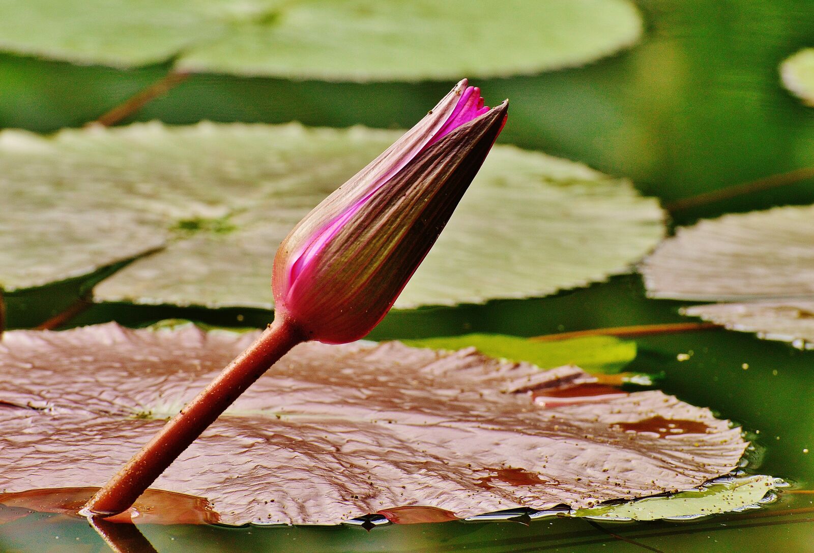 Nikon D3200 sample photo. Water lily, water, bud photography