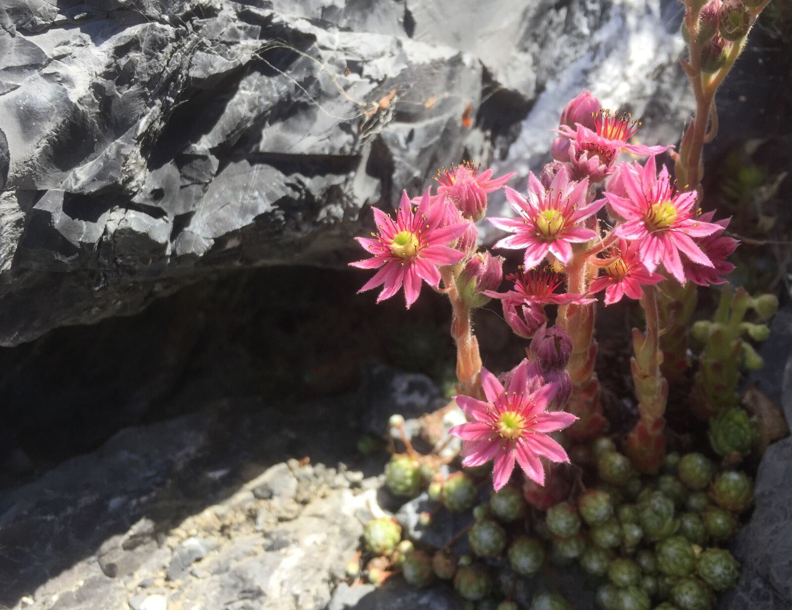 Apple iPhone 6 sample photo. Wall flowers, rock, pink photography