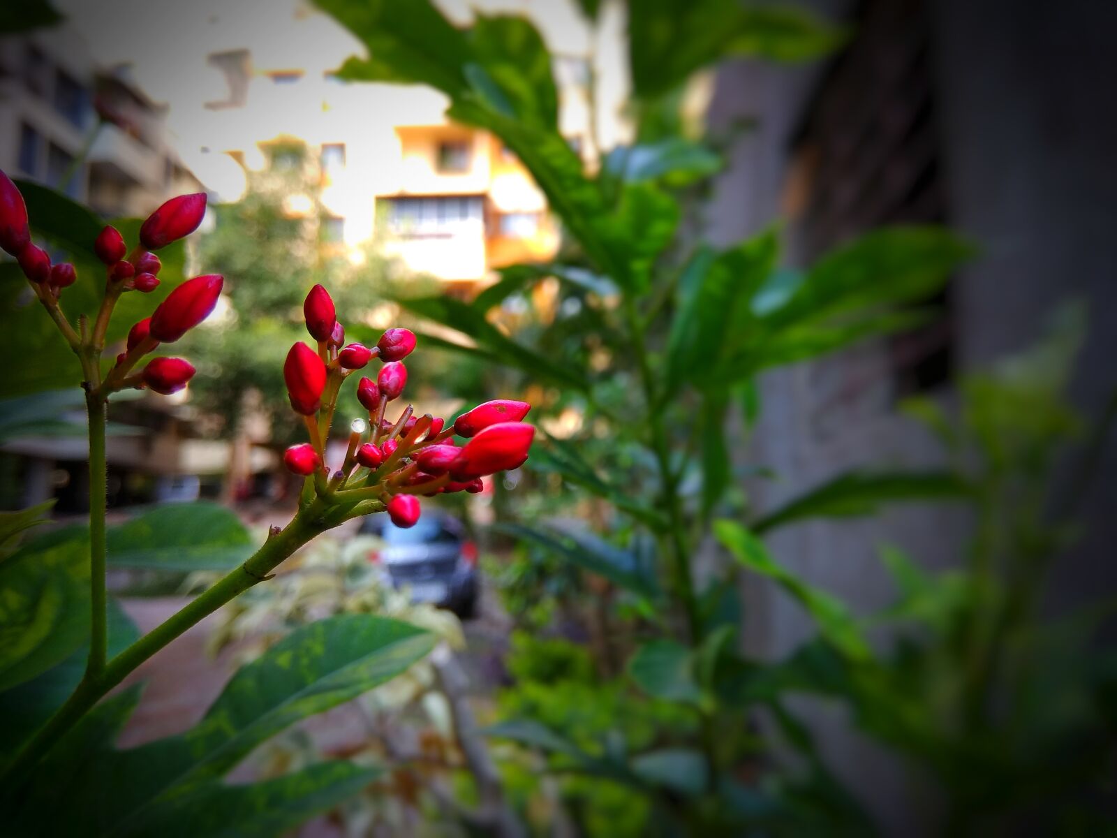 Xiaomi Redmi Note 4 sample photo. Flower, red, beautiful photography