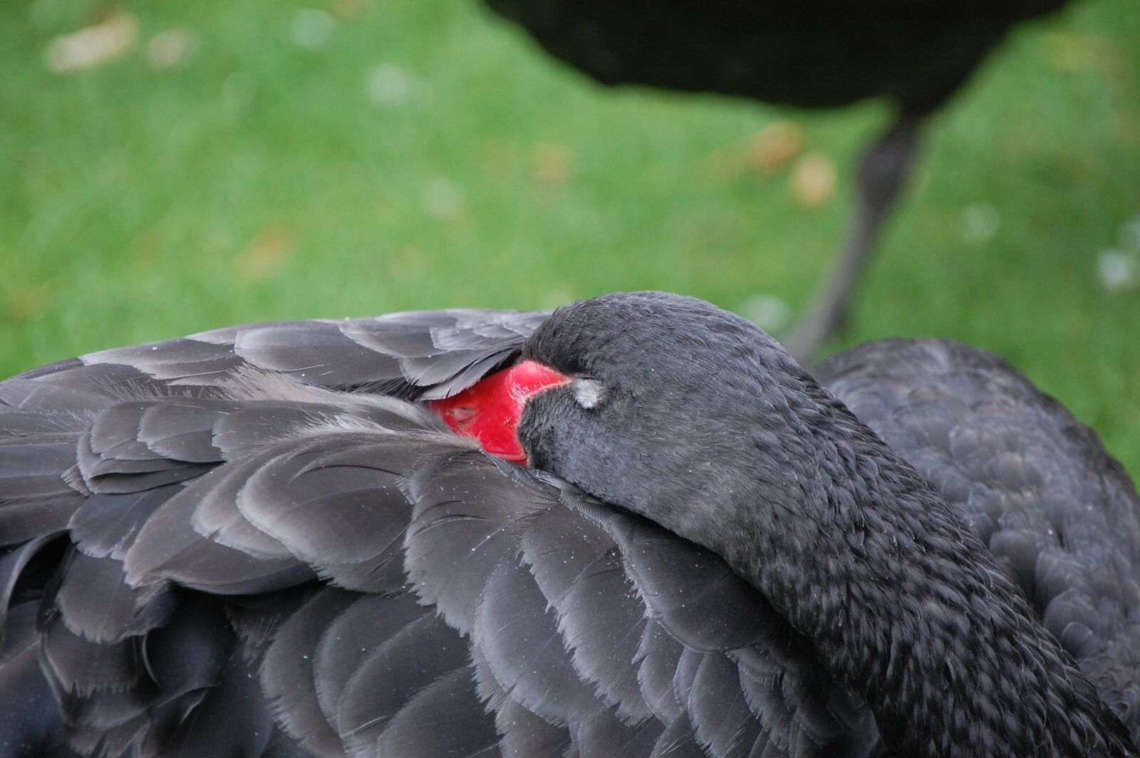 Nikon D40 sample photo. Black swan, bird, nature photography