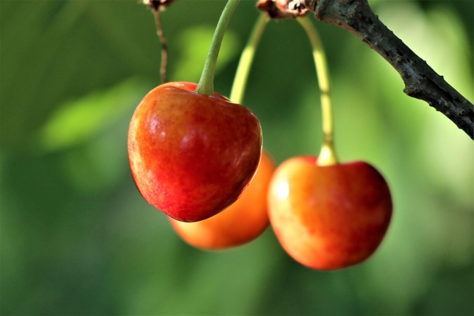 Canon EOS M6 sample photo. Fruit, cherries, summer photography