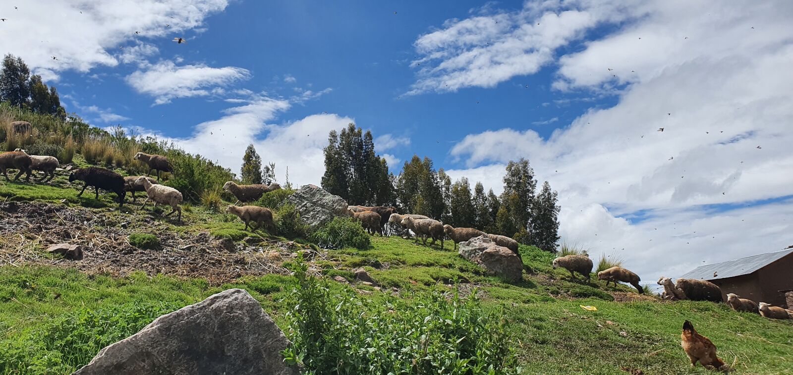Samsung Galaxy S10+ sample photo. Puno, sheep, sky photography