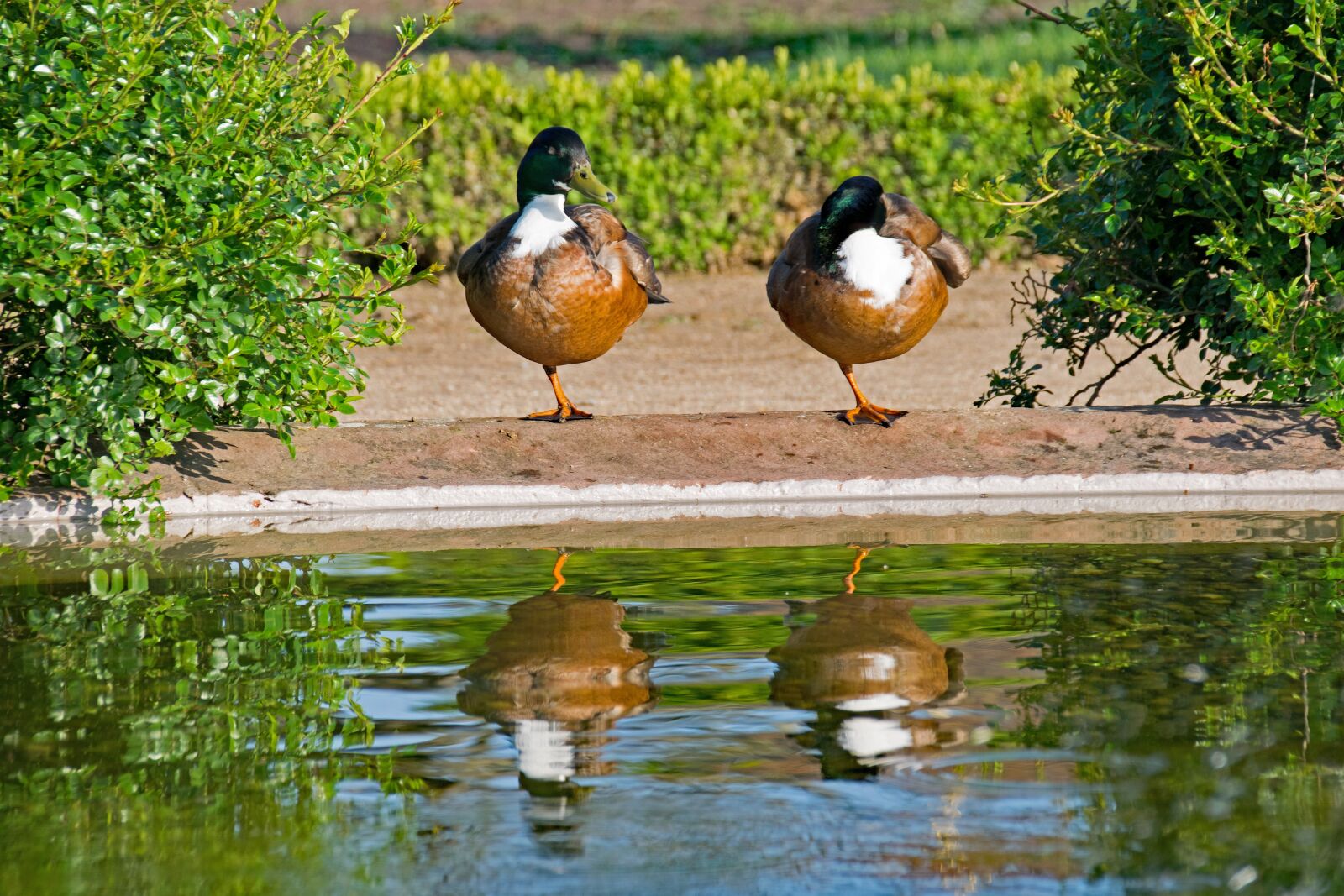 Nikon D5300 sample photo. Mallard, duck, anas photography
