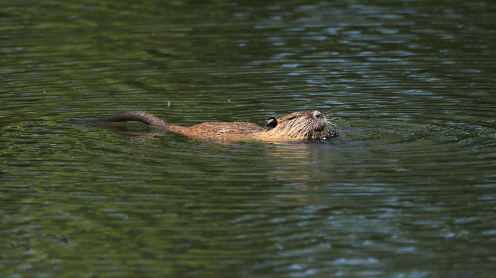 150-600mm F5-6.3 DG OS HSM | Contemporary 015 sample photo. Nutria, animal, lake photography