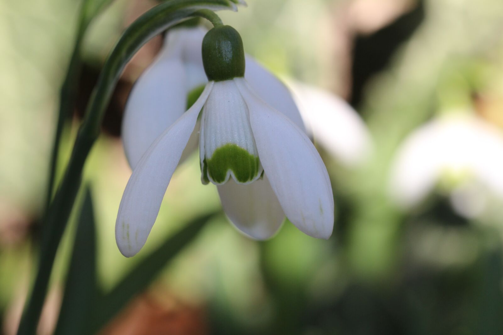 Canon EOS 700D (EOS Rebel T5i / EOS Kiss X7i) sample photo. One, snowdrop, spring photography
