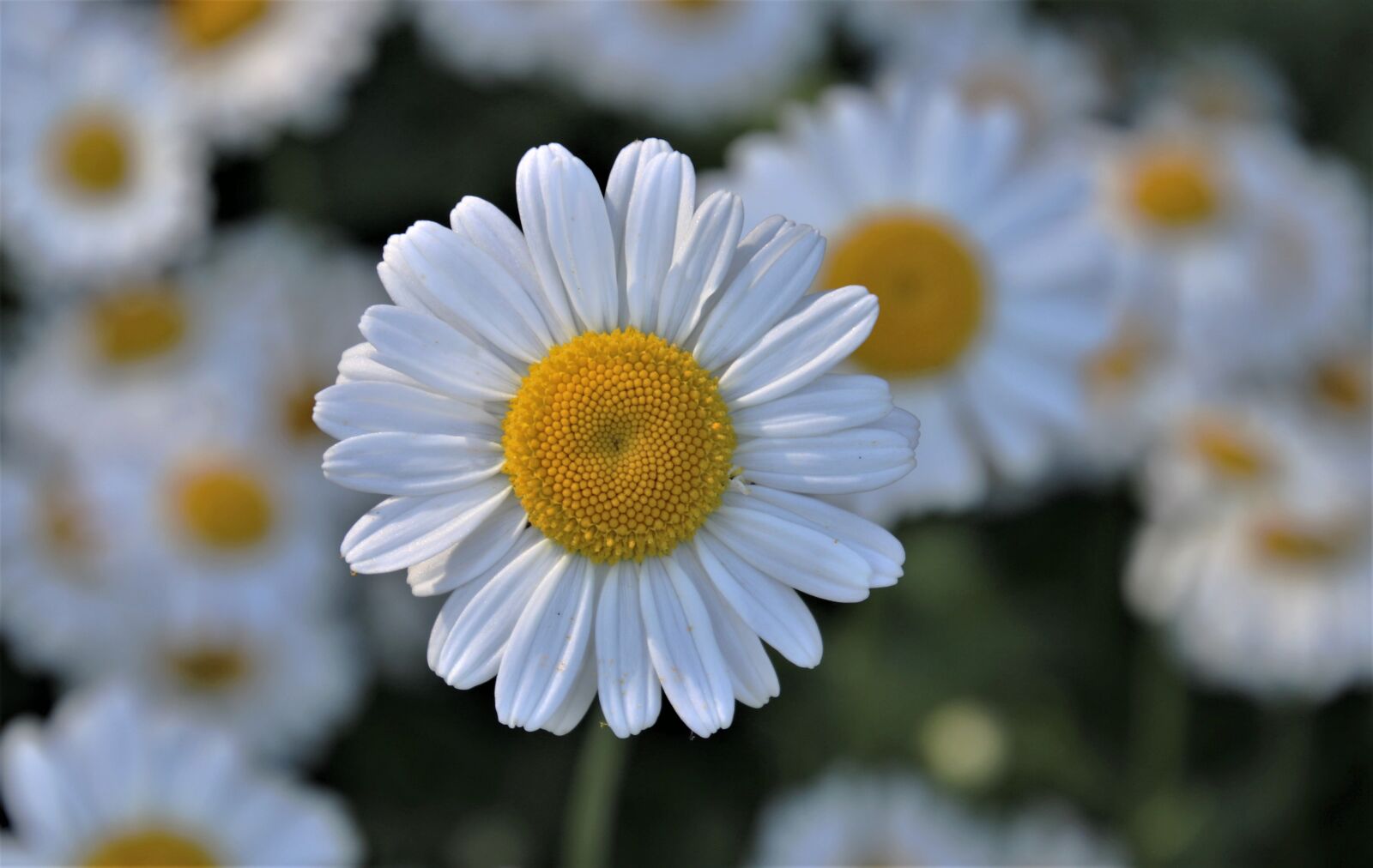 Canon EOS 80D sample photo. Chamomile, white, closeup photography