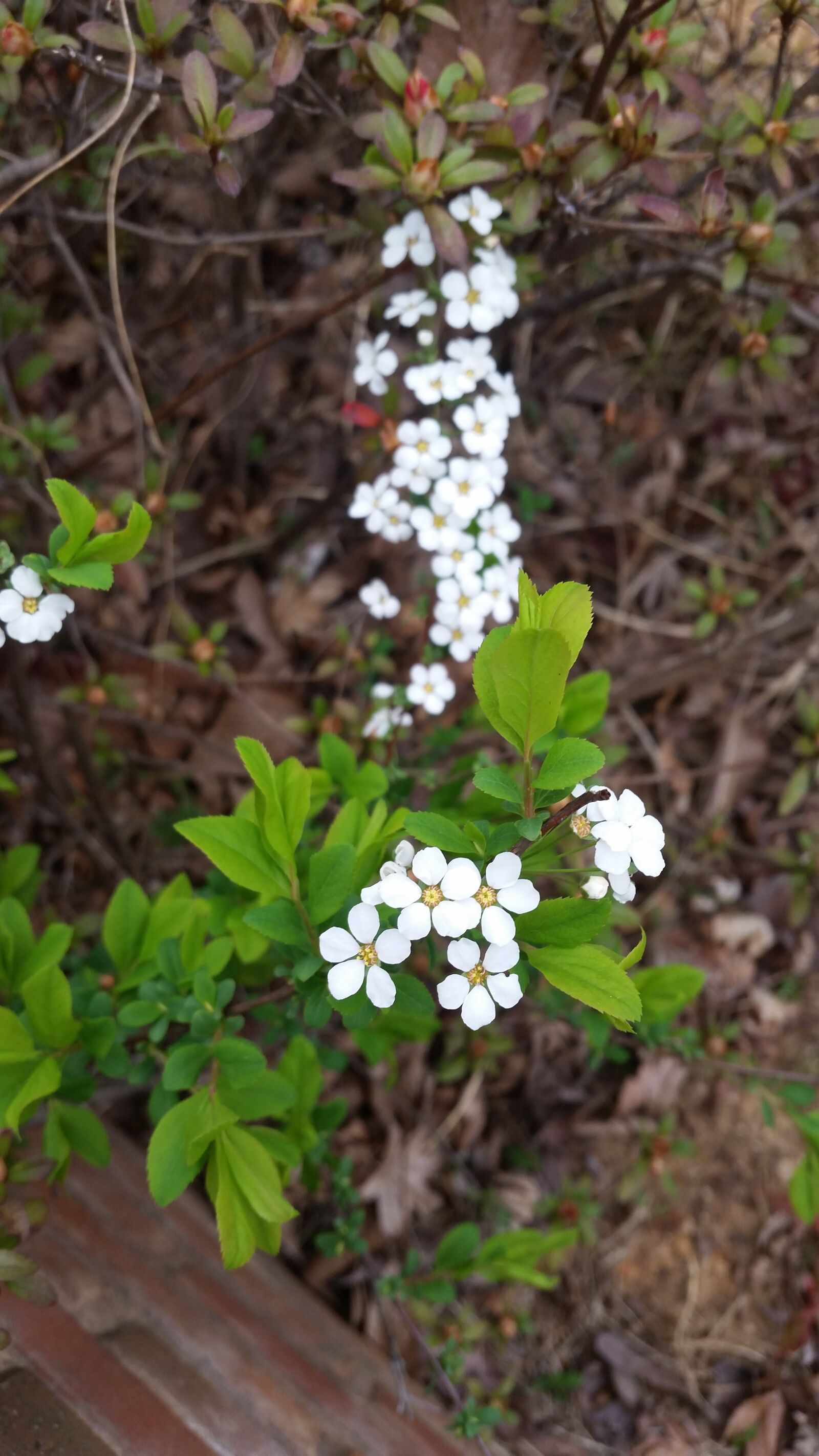 Samsung Galaxy S5 sample photo. Little flower, wildflower, flowers photography