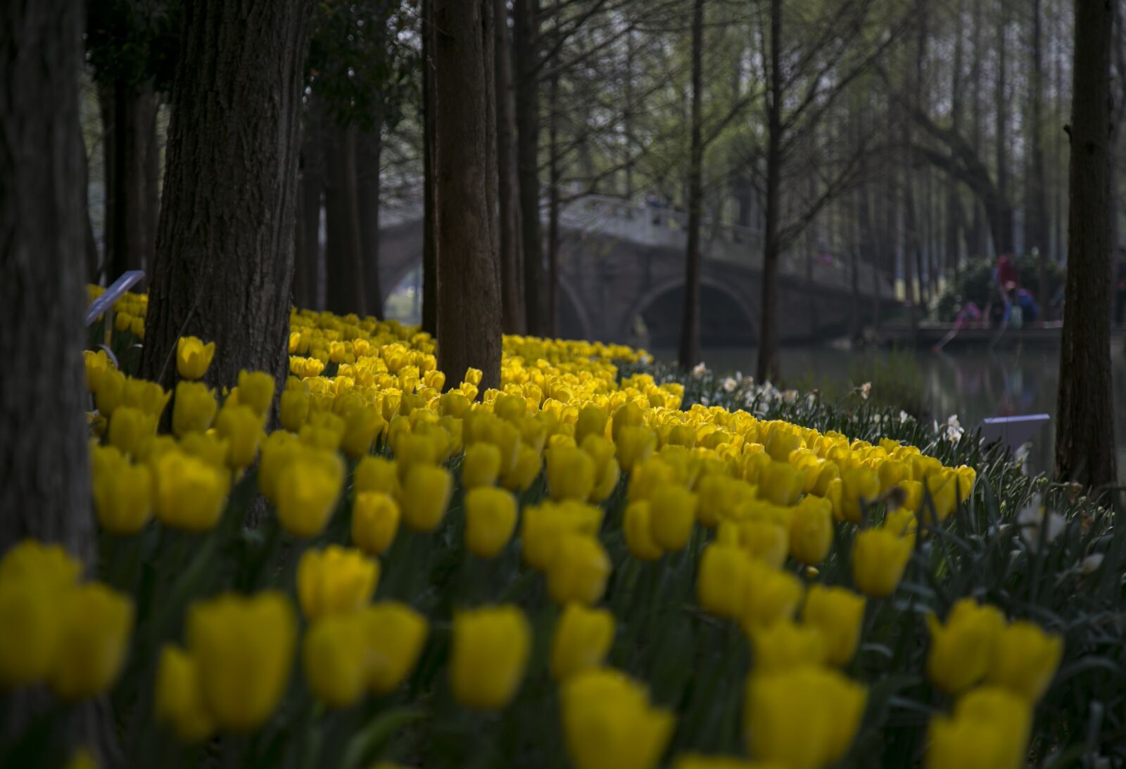 Canon EOS 6D + Canon EF 24-105mm F4L IS USM sample photo. Flower, tulip, nature photography