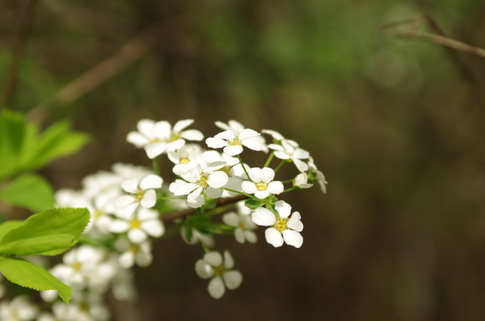 Pentax K-5 sample photo. Flowers, wildflower, nature photography
