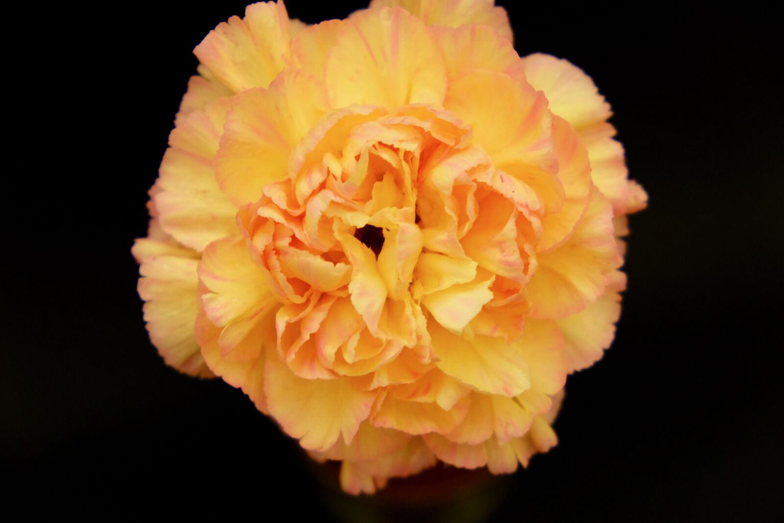 Fujifilm X-T10 sample photo. Flower, yellow, black photography
