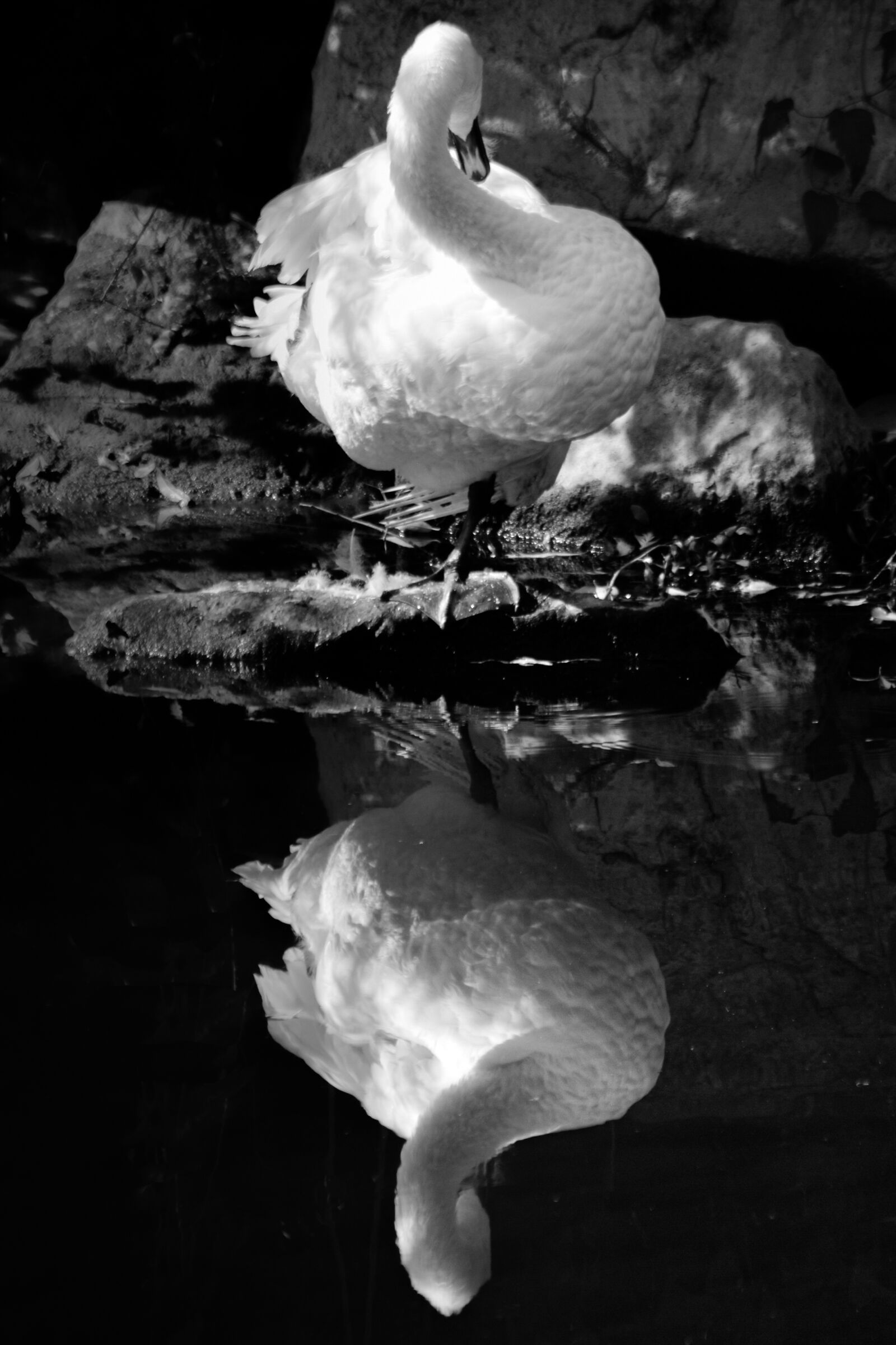 Nikon D5300 sample photo. Swan, bird, animal photography