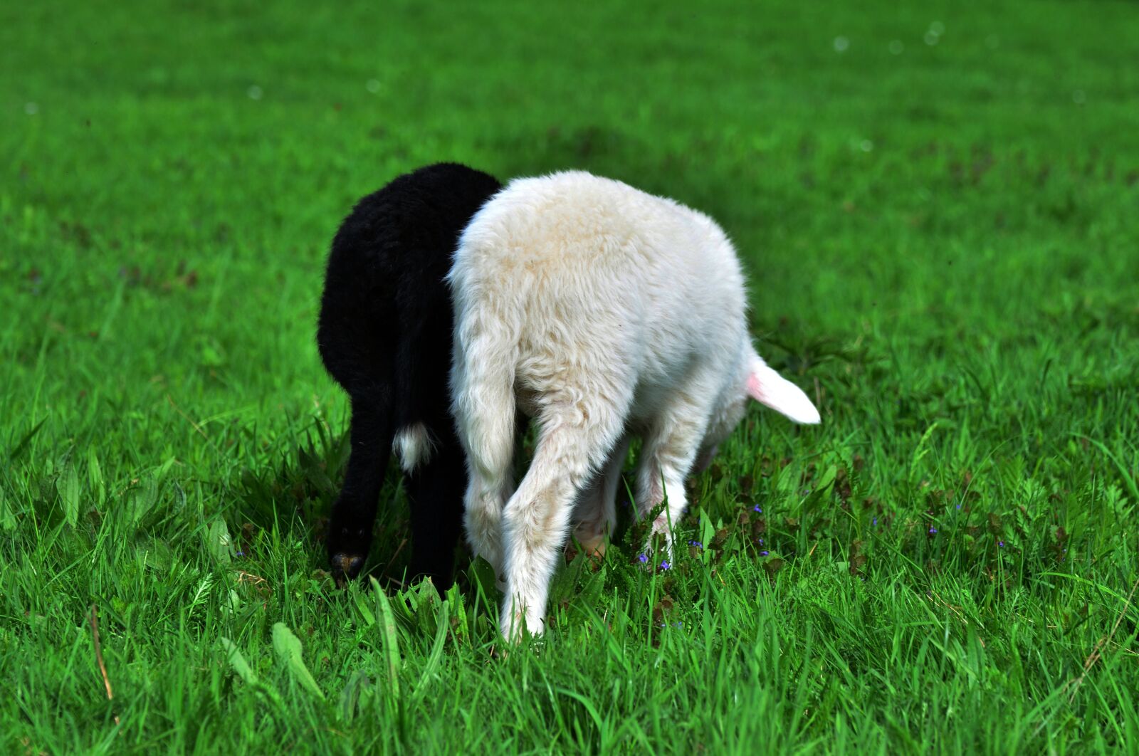 Nikon D5200 sample photo. Sheep, lamb, black sheep photography