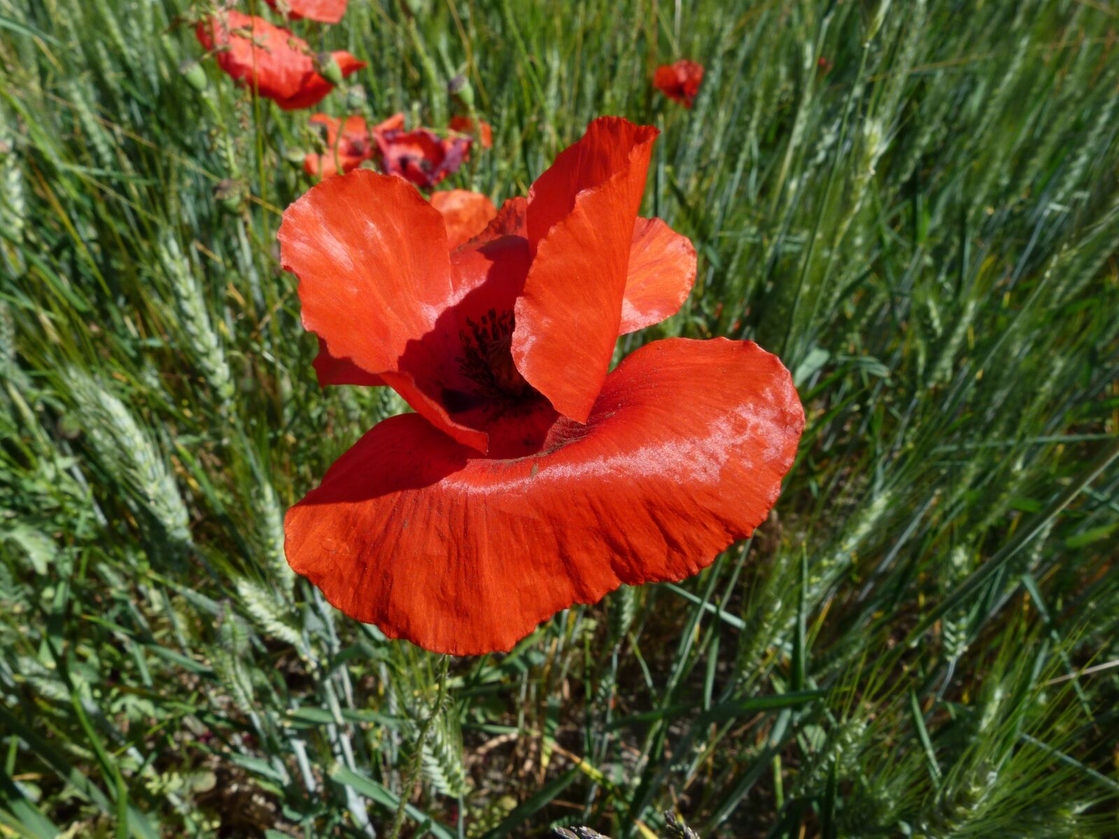 Panasonic Lumix DMC-FZ40 (Lumix DMC-FZ45) sample photo. Poppy, flowers, nature photography