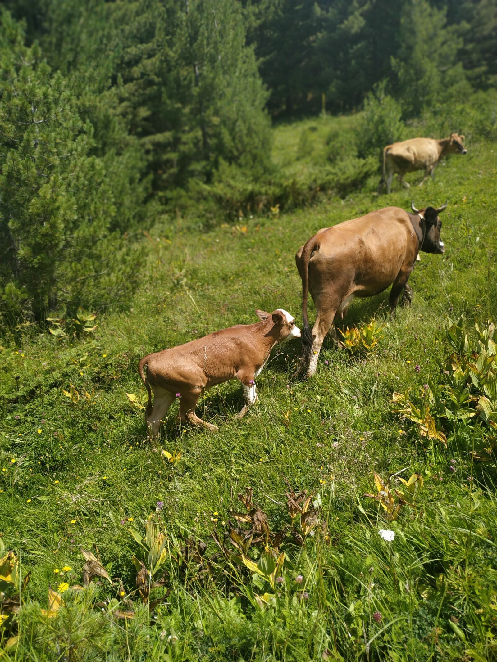 Xiaomi Redmi Note 6 Pro sample photo. Cows, calf, nature photography