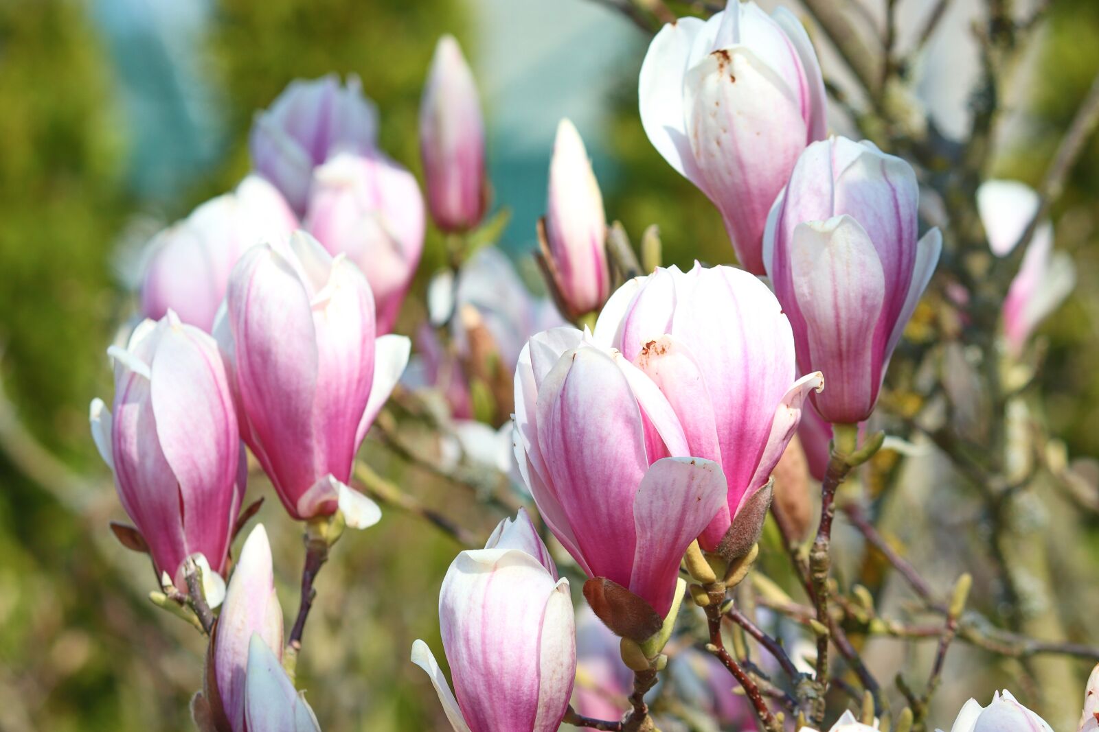 Canon EOS 200D (EOS Rebel SL2 / EOS Kiss X9) sample photo. Magnolia, white, pink photography