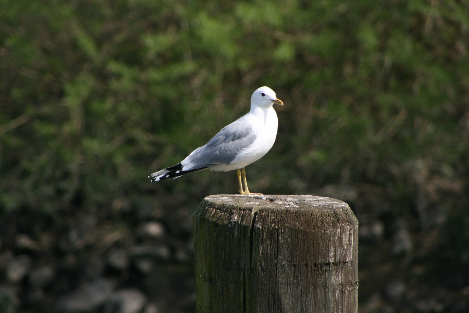 Canon EOS 400D (EOS Digital Rebel XTi / EOS Kiss Digital X) sample photo. Seagull, pile, mood photography