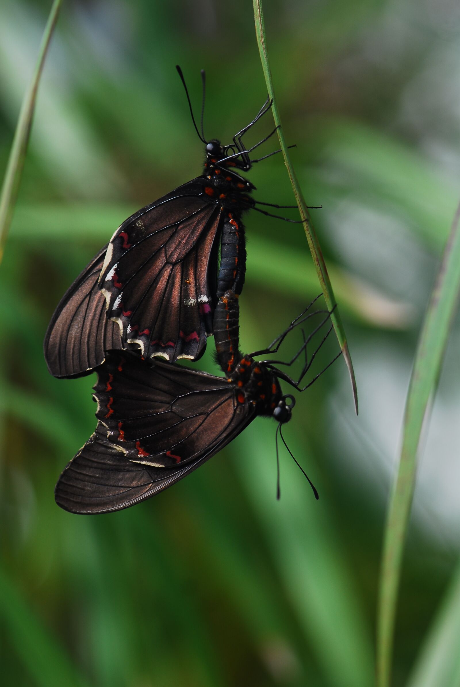 Nikon D200 sample photo. Insect, nature, wing photography