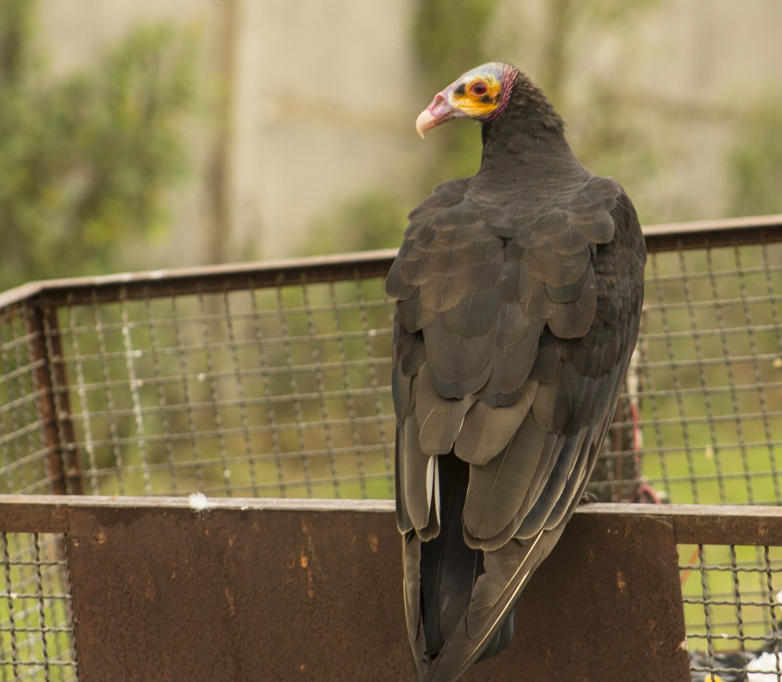 Canon EOS 1200D (EOS Rebel T5 / EOS Kiss X70 / EOS Hi) + Canon EF75-300mm f/4-5.6 sample photo. Vulture, paige, nature photography