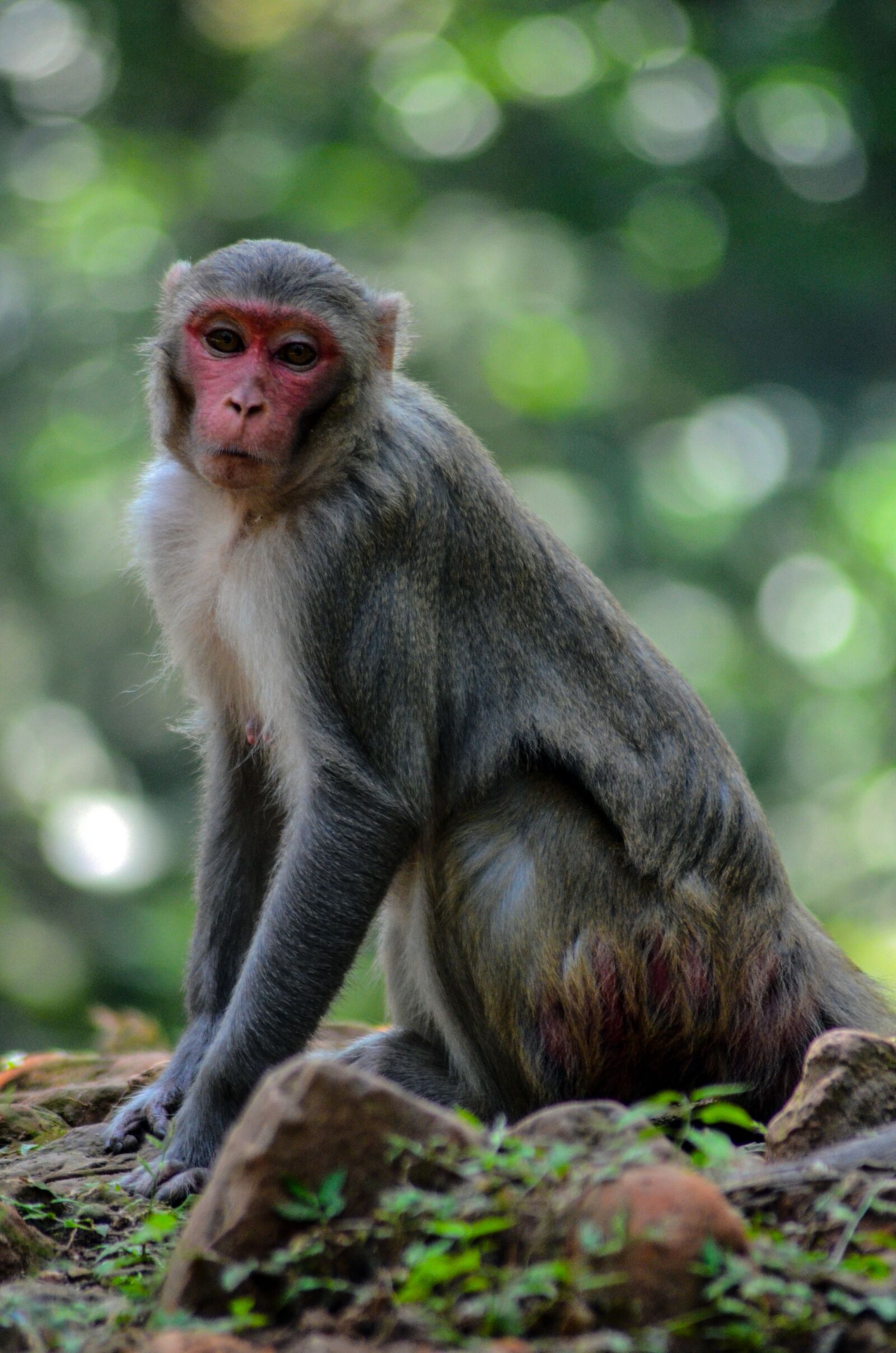 Nikon D5100 sample photo. Monkey, animal, wildlife photography