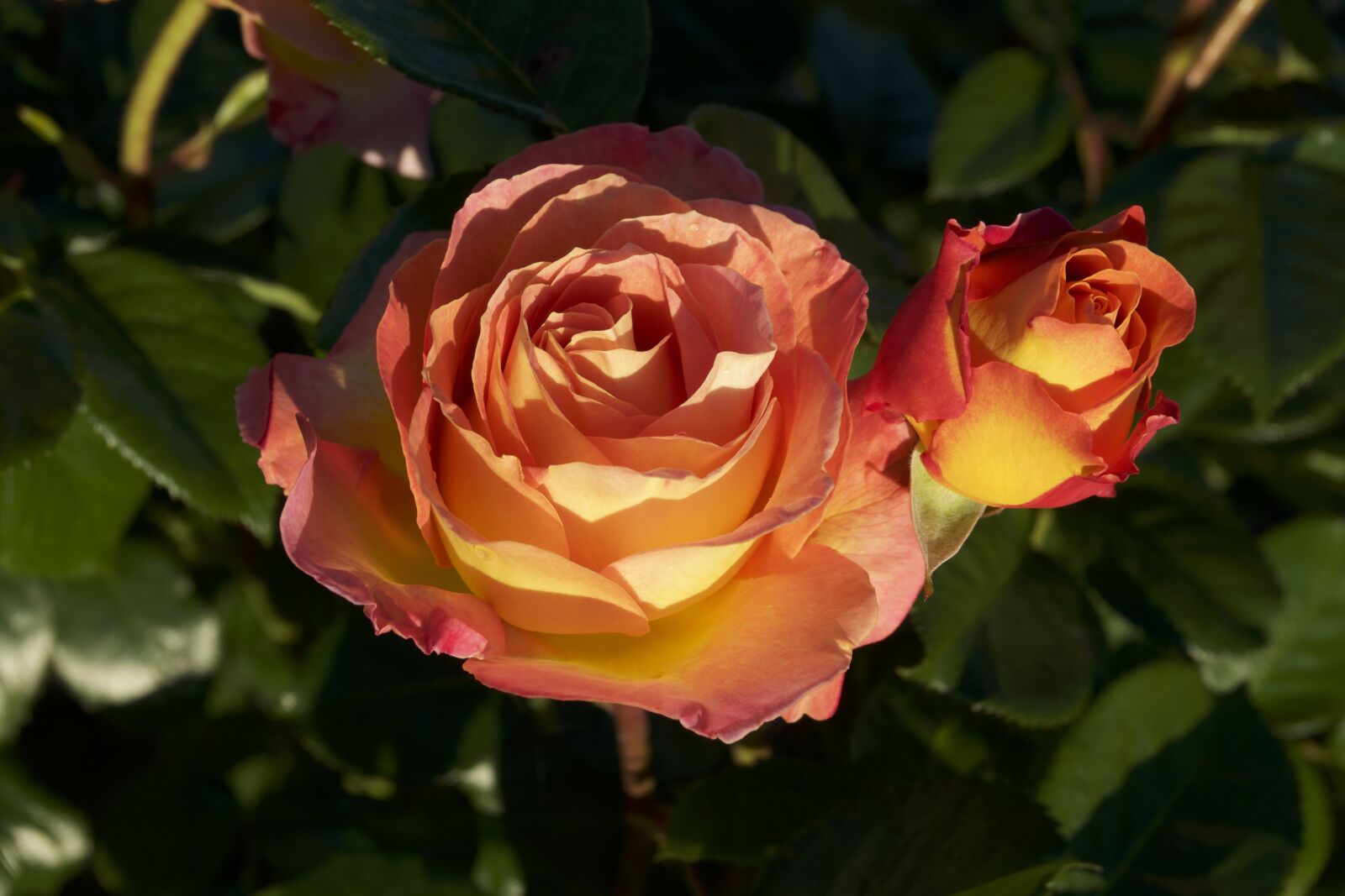Sony Cyber-shot DSC-RX10 III sample photo. Rosebush, flower, pink photography